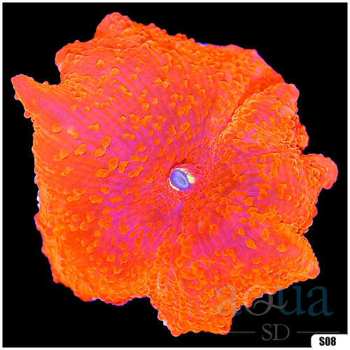 Aussie Deadpool Discosoma Mushroom Multiples Available