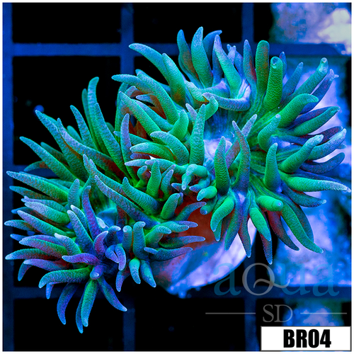Aussie Green Tips Duncan