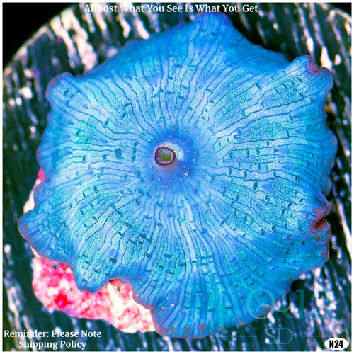 Aussie Blue Mans Discosoma Mushroom Multiples Available