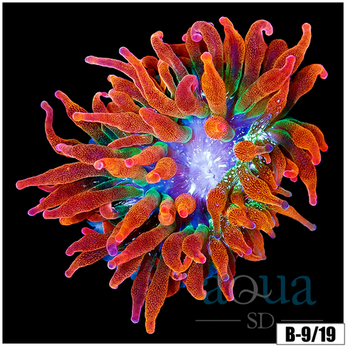 ASD Rainbow Bubble Tip Anemone