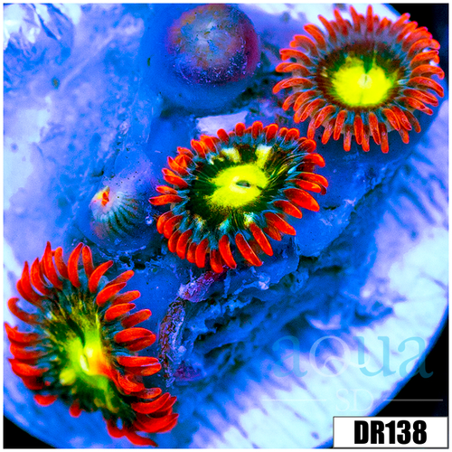 Omega Flames Zoas