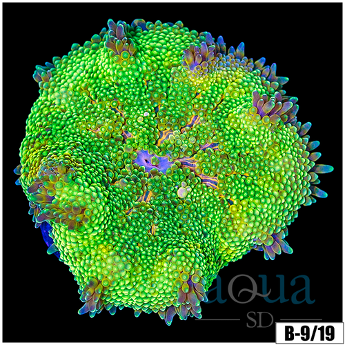 Baby Mertensii Carpet Anemone