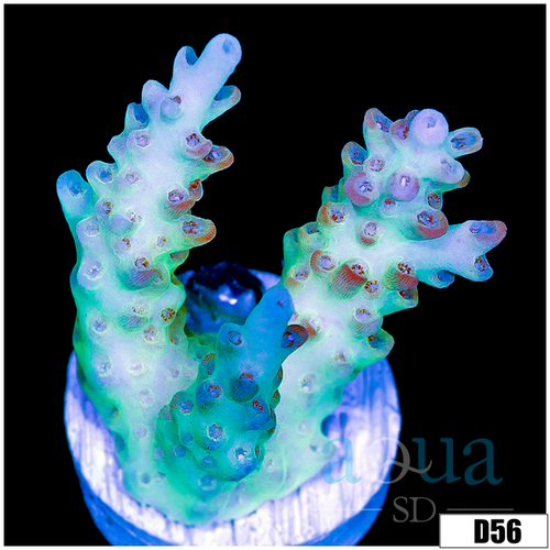 Frozen Glaze Acropora