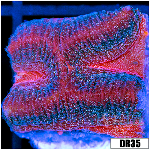 Pink Desire Platy Favia
