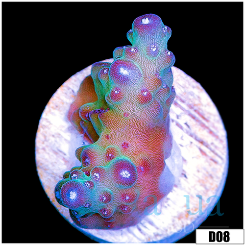 BC Unicorn Bubble Bath Acropora