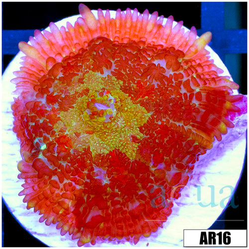 Urchin Rhodactis Mushroom