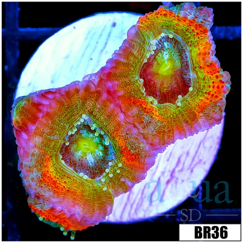 CLEARANCE - ASD Rainbow Mango Acan Micromussa
