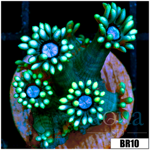 Neon Lights Goni
