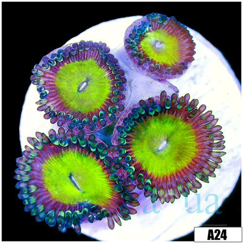 Candy Apple Zoas