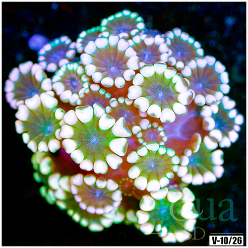 Rainbow Alveopora Multiples Available