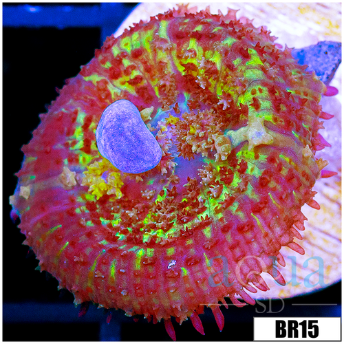 Indo Blue Bounce Rhodactis Mushroom