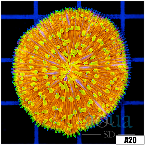 Lemon Kissed Plate Coral