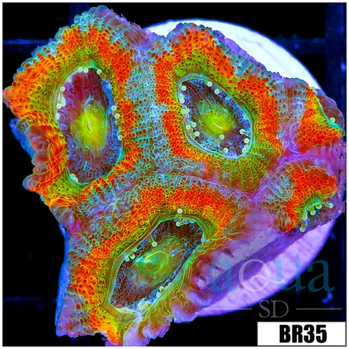ASD Rainbow Mango Acan Micromussa