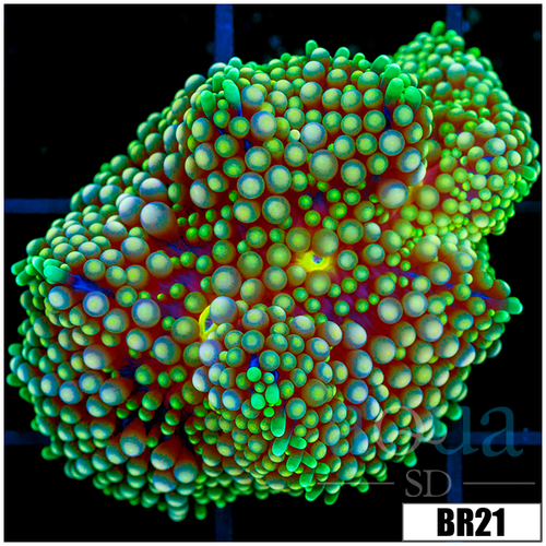 Ultra Florida Ricordea Mushroom