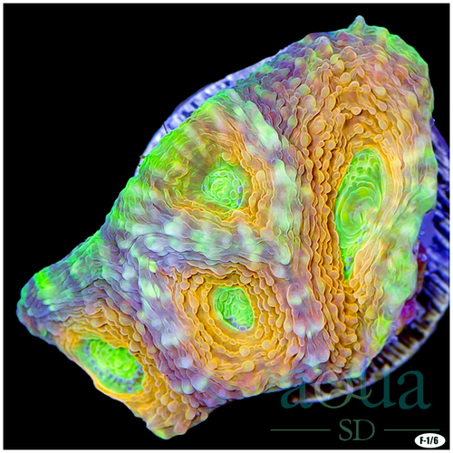Citrus Acan Enchinata Multiples Available