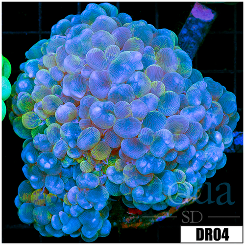 R111_DR004
