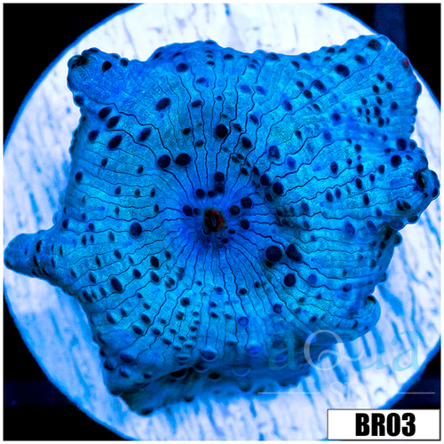 Blue Mans Discosoma Mushroom