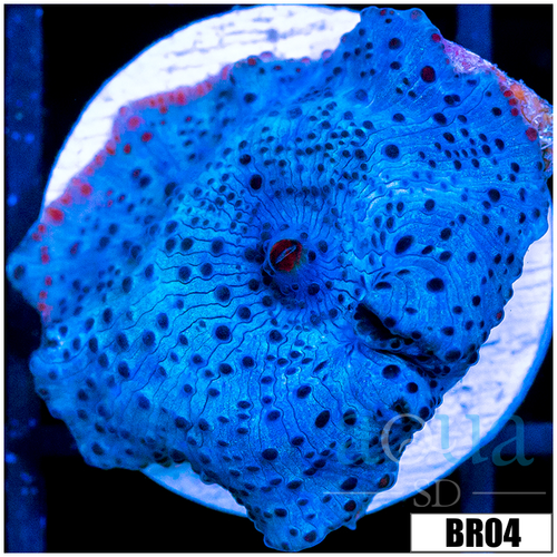 Blue Mans Discosoma Mushroom