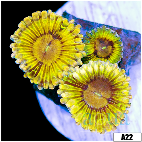 Chiquita Zoas