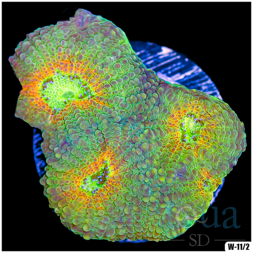 Citrus Acan Enchinata Multiples Available
