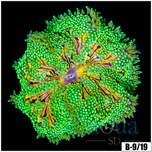 Baby Mertensii Carpet Anemone