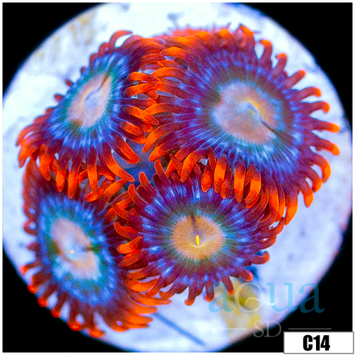Fire And Ice Zoas