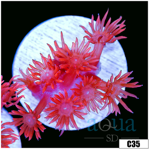 CLEARANCE - Indo Cultured Red Goni