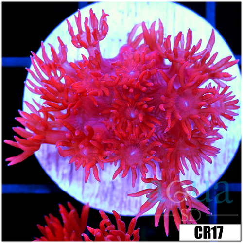 CLEARANCE - Indo Cultured Red Goni