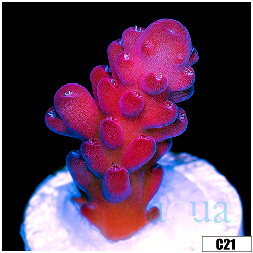 Sweet Strawberry Tort Acropora