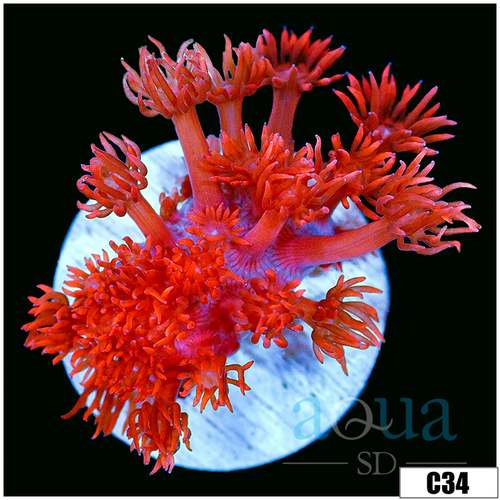 CLEARANCE - Indo Cultured Red Goni