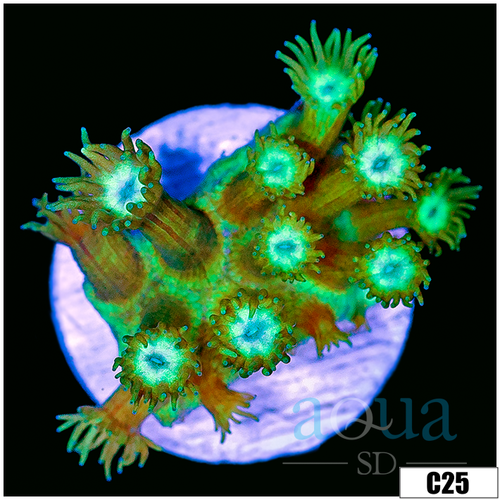 CLEARANCE - Minty Cave Of Wonders Goniopora