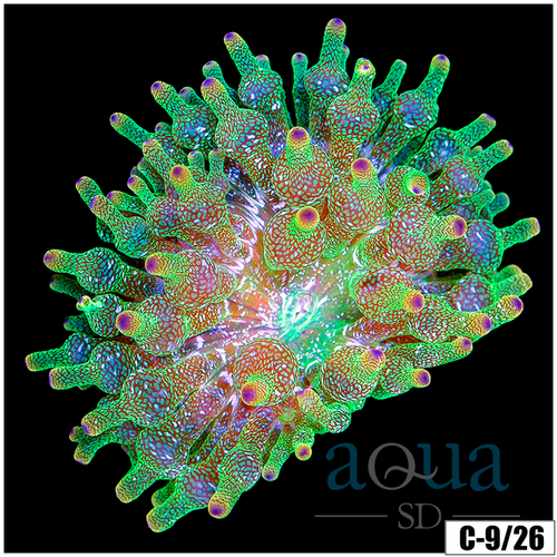 Acid Wash Bubble Tip Anemone