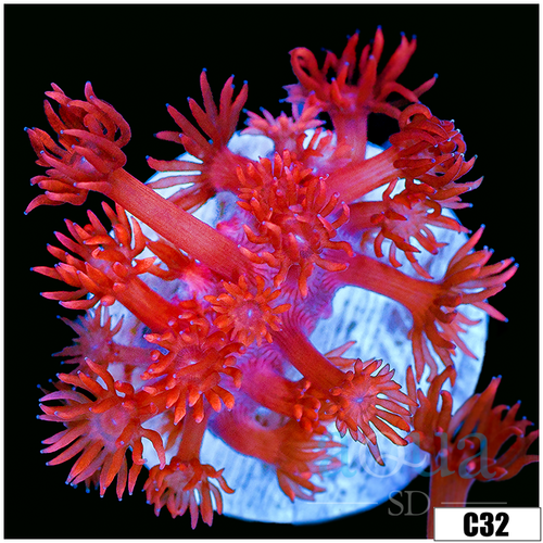 CLEARANCE - Indo Cultured Red Goni