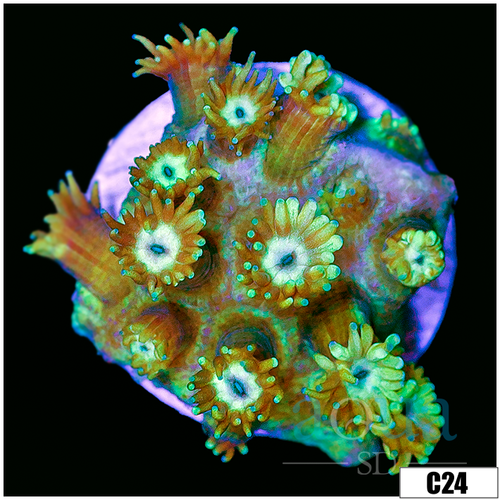 CLEARANCE - Minty Cave Of Wonders Goniopora