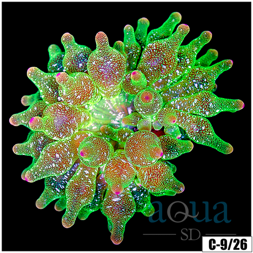 Acid Wash Bubble Tip Anemone