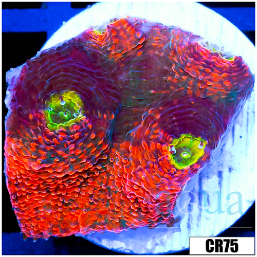 ASD Rainbow Chili Flakes Chalice