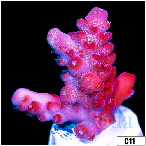 Sweet Strawberry Tort Acropora