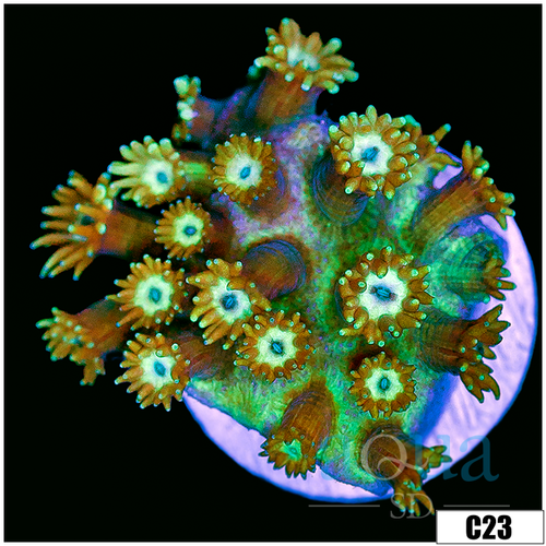 CLEARANCE - Minty Cave Of Wonders Goniopora