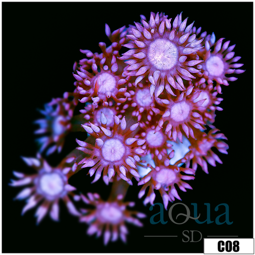 CLEARANCE - ASD Cherry Blossom Goni