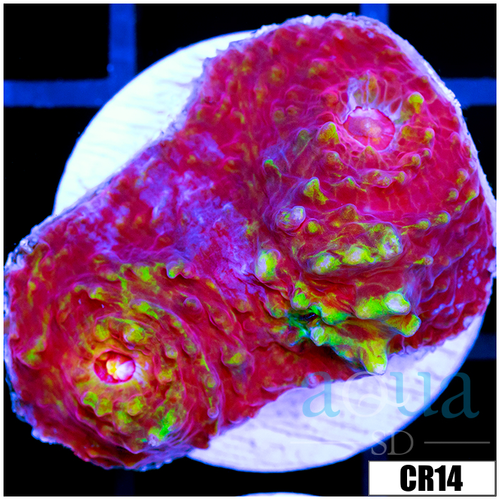 ASD Watermelon Splash Chalice