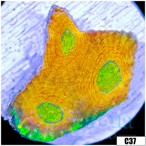 Mummy Eye Enchinata