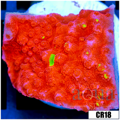 Starburst Grafted Monti