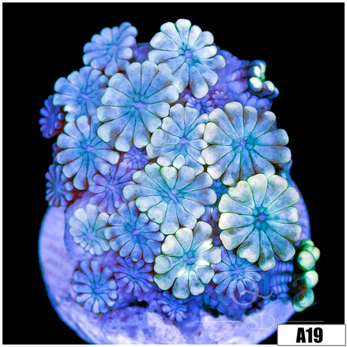 Ice Petals Alveopora