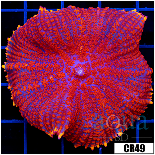 Superman Rhodactis Mushroom