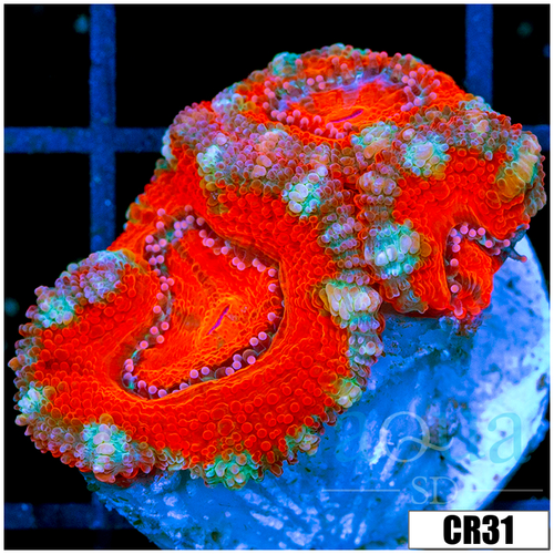 Peppermint Candy Acan Lord