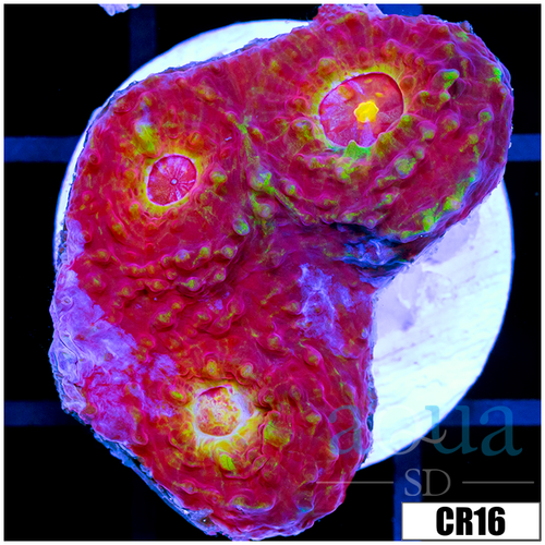 ASD Watermelon Splash Chalice