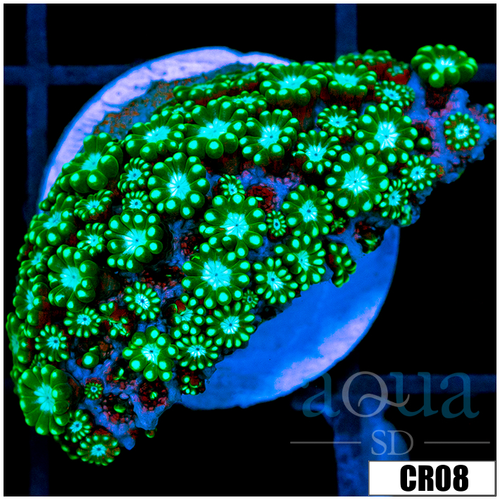 Neon Petals Alveopora