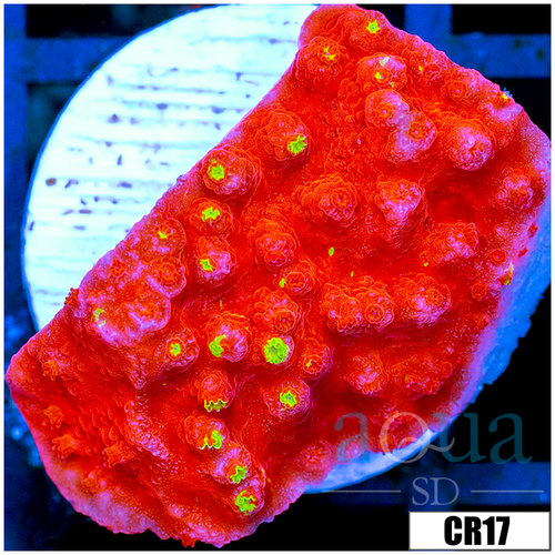 Starburst Grafted Monti