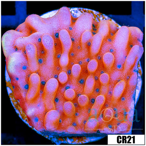 Indo Cultured Orange Phoenix Montipora