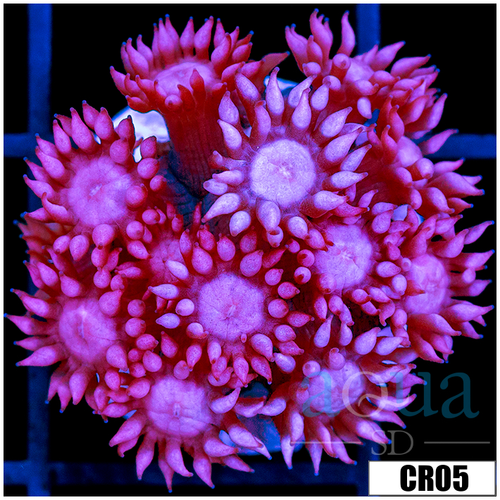 CLEARANCE - ASD Cherry Blossom Goni
